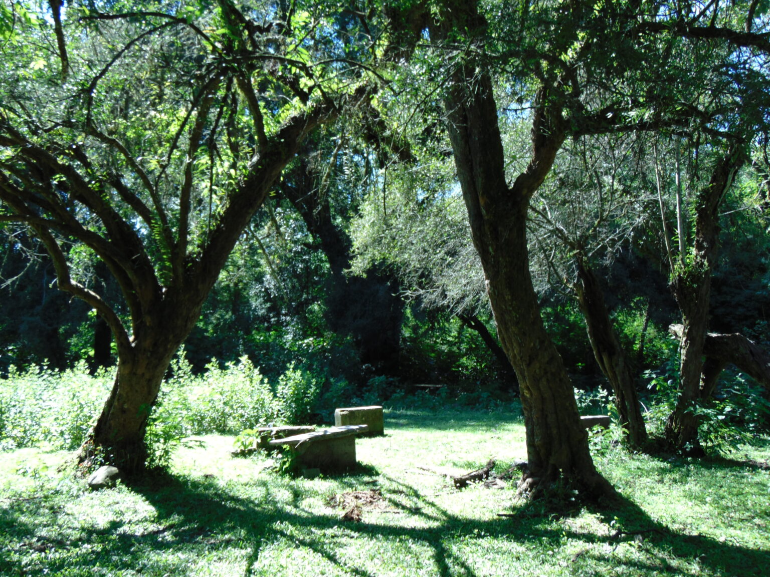 CEBILES Y ARCAS EN LA TOMA