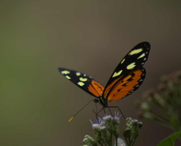 mariposa